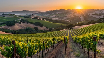 Fototapeta premium A serene vineyard landscape at sunset, with rows of vibrant grapevines illuminated by the glowing sky, and rolling hills fading into the distance, creating an idyllic scene.