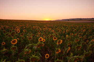 Expansive field of sunflowers at dusk with a glowing horizon