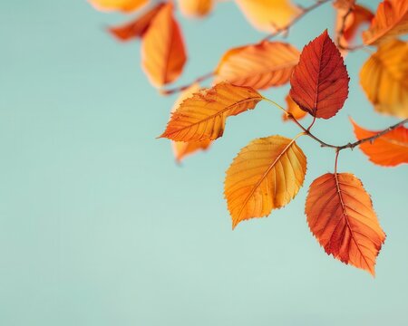 Golden and red autumn leaves falling from a tree in slow motion, autumn, graceful and ethereal fall