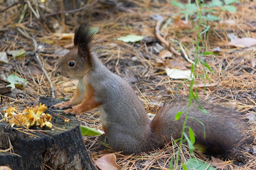 Squirrel in autumn or spring looking for food on the ground