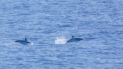 Fototapeta premium dolphin in the Mediterranean sea