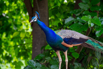 Obraz premium Peacock roaming free