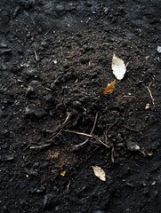 Obraz premium A single leaf rests on the soil surface