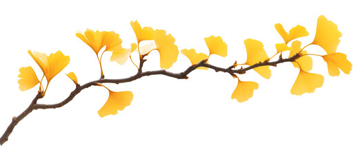 yellow autumn gingko leaves on a tree branch natural fall plant isolated on white background.