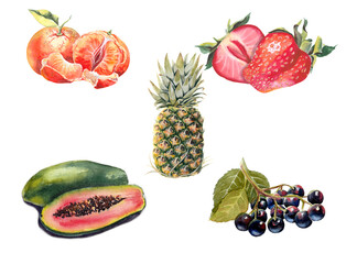 Set of sweet fruits. Painted with watercolors on paper