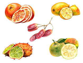 Set of sweet fruits. Painted with watercolors on paper