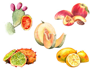Set of sweet fruits. Painted with watercolors on paper