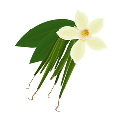 Vector illustration logo clip art Fresh Orchid Vanilla Flower and Pods 