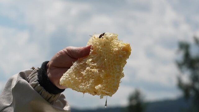 Beekeeper holding honeycomb, beekeeper and honeycomb close up