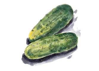 Cucumbers, vegetables for cooking. Painted with watercolors on paper