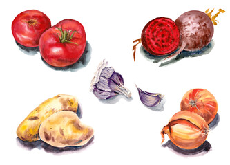 Vegetables set for cooking. Watercolor on paper