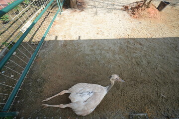 The ostrich (Struthio camelus) is the world's largest bird, native to Africa. Known for its...