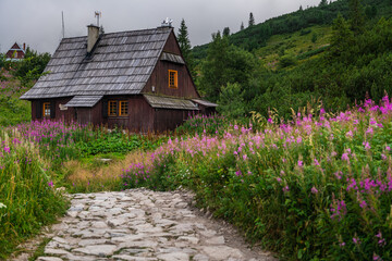 Vibrant Flowers in Hala Gasienicowa, Tatra Mountains Landscape