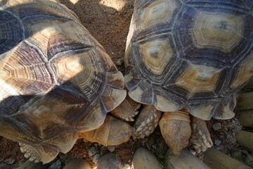 The African spurred tortoise, also known as Centrochelys sulcata, is one of the largest tortoise species in the world and the largest on the African continent. |蘇卡達象龜