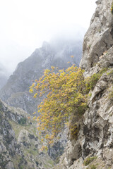 Picos de Europa (Asturias)
