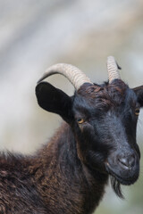 Picos de Europa (Asturias)