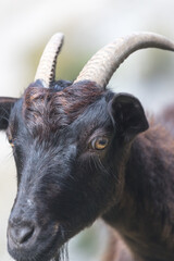 Picos de Europa (Asturias)