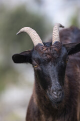 Picos de Europa (Asturias)
