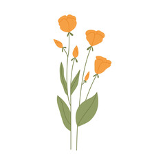 Wild flower illustration