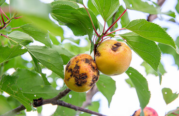 Bacterial spot effects on peach Prunus persica fruit, ugly black scab spots on peack fruits. Peach tree growing in garden in summer.