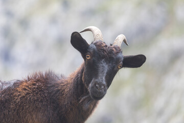 Picos de Europa (Asturias)