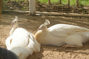 White peafowls are characterized by their entirely white feathers. Despite the lack of color, their...