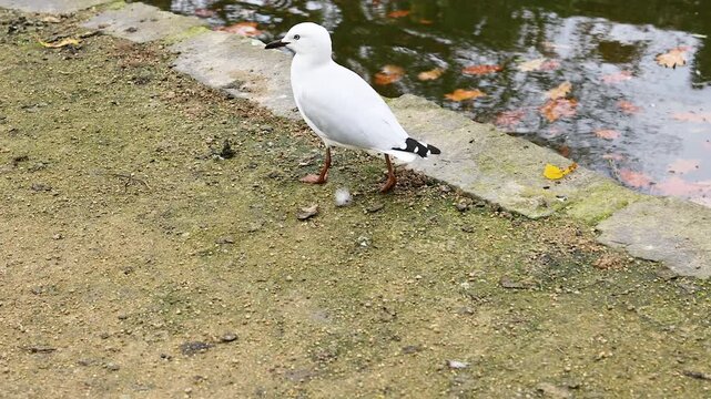 Red-billed Gull by Water