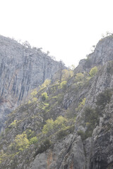 Picos de Europa (Asturias)