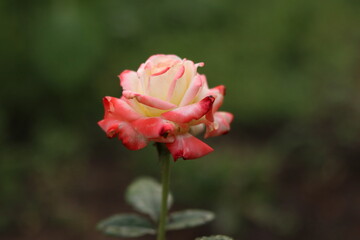 pink rose in garden