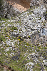 Picos de Europa (Asturias)