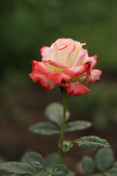  Rose Impress farah