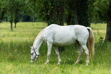 Lipizzan White Horses Grazing Peacefully at Lipica Stud Farm, Slovenia