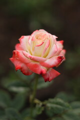 pink rose in garden