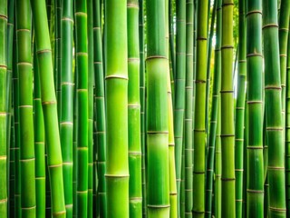 Fototapeta premium Vibrant green bamboo stalks stand upright in neat rows, forming a natural and organic textured background with a subtle gradient of light and shadow.