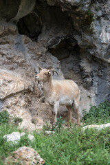 Picos de Europa (Asturias)