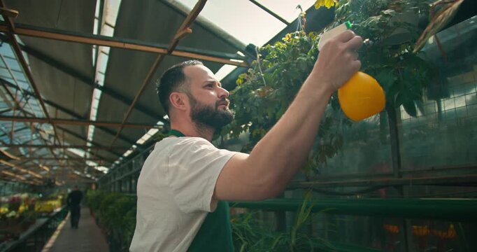 Confident man spraying water with a spray bottle while caring for plants in a plant and greenhouse store