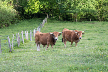 Picos de Europa (Asturias)