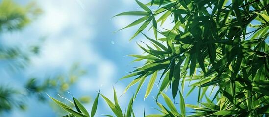 Naklejka premium Utilize a bamboo leaves backdrop with a serene blue sky for a stunning copy space image