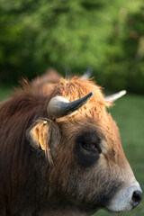 Picos de Europa (Asturias)