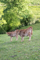 Fototapeta premium Picos de Europa (Asturias)