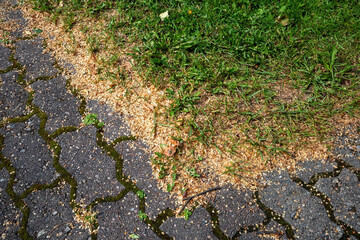 natural birch tree seeds on the ground in a city park