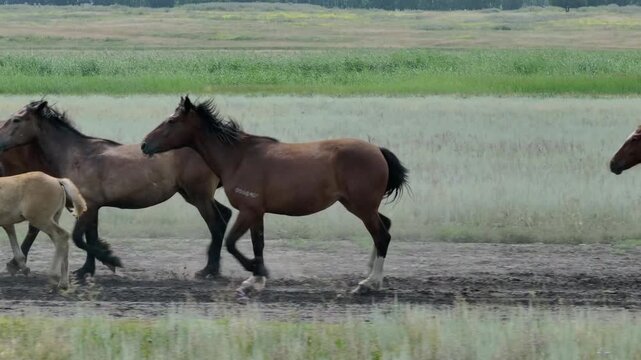 This stock motion video shows a herd of horses grazing in a green meadow. This video will decorate your projects related to horses, horse breeding, pets, pastures, nature.