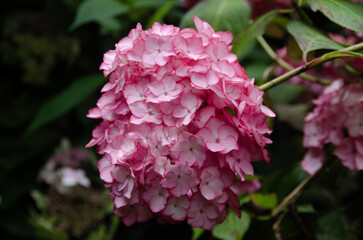 Hortensia, Hydrangea