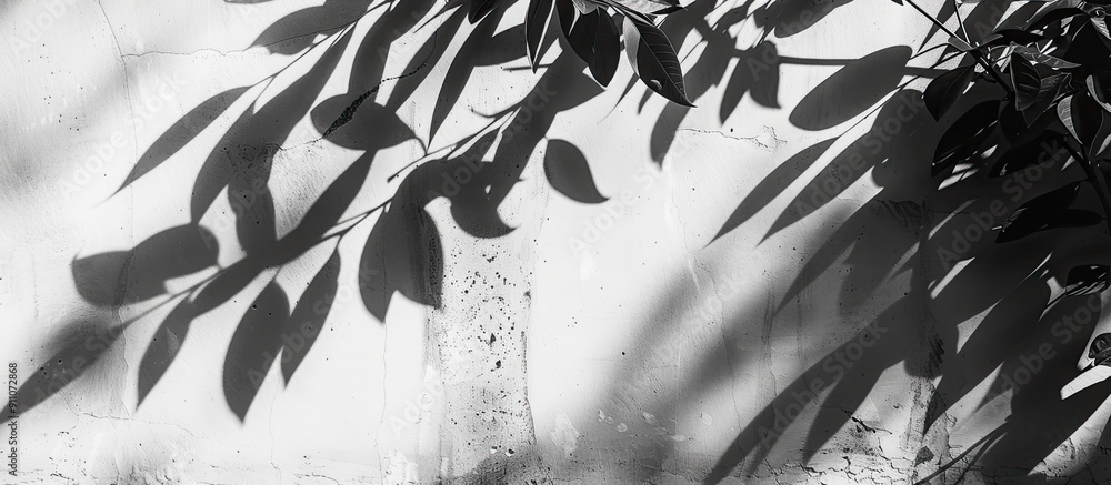 Poster abstract black and white backdrop featuring leaf shadows on a concrete surface with copy space image
