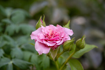 pink rose in garden