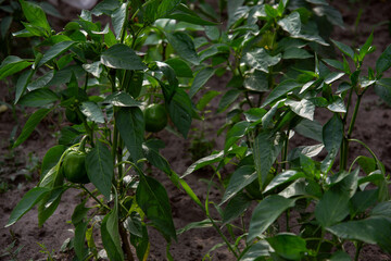beans growing in a garden