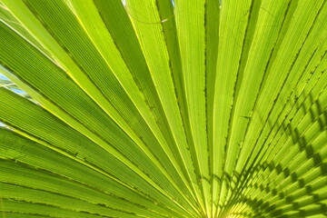 Fototapeta premium fresh green palm leaves texture