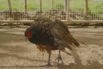 The Ring-necked Pheasant (Phasianus colchicus) is a popular game bird known for its striking appearance and adaptability to various environments. |環頸雉