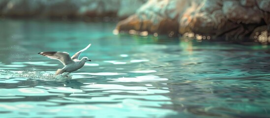 Fototapeta premium Teals gracefully gliding in the water creating a peaceful scene in the copy space image