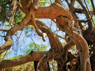 old oak tree